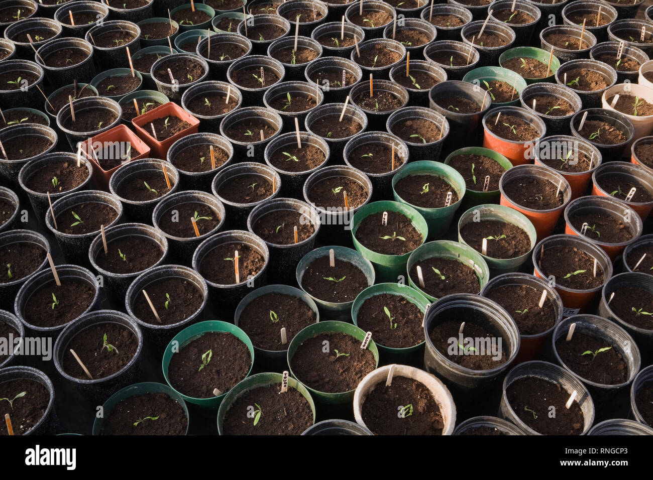 Semis cultivés de façon organique dans des pots en plastique noir, vert et terre cuite dans une serre commerciale. Banque D'Images