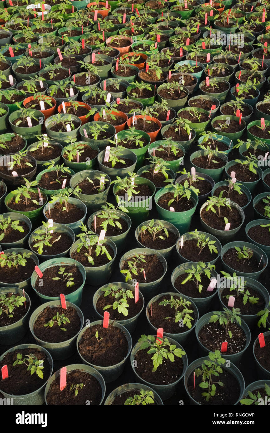 Les jeunes plantes sont cultivées de façon organique dans des pots en plastique vert dans une serre commerciale. Banque D'Images