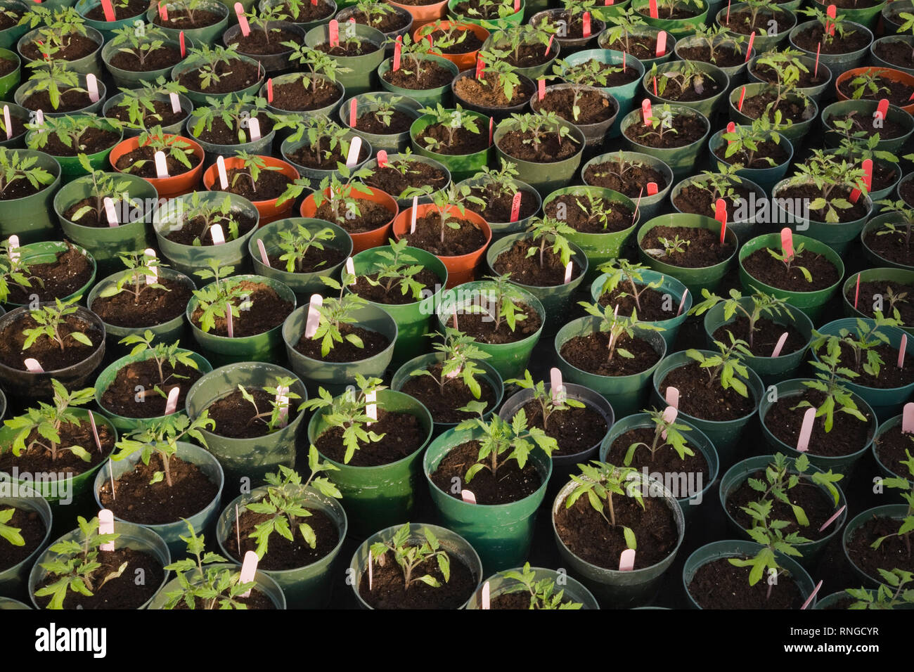 Les jeunes plantes sont cultivées de façon organique dans des pots en plastique vert dans une serre commerciale. Banque D'Images