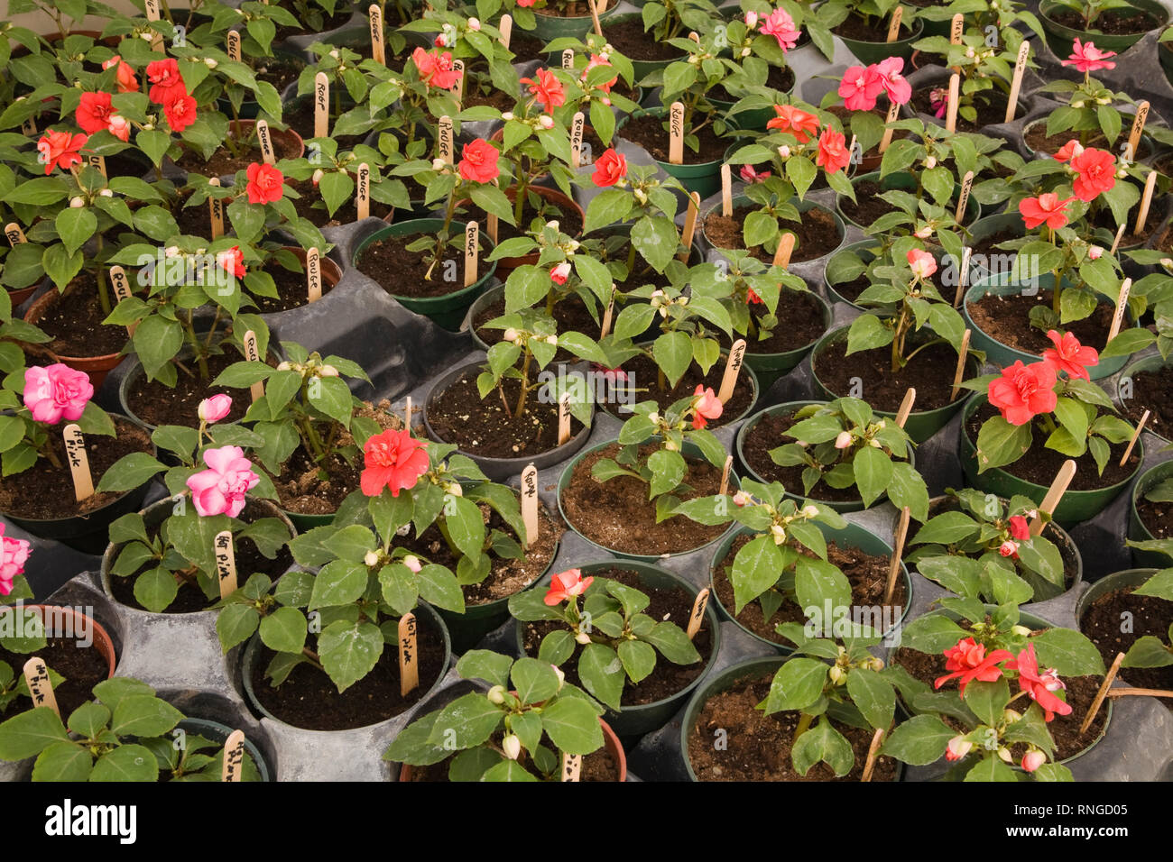 Les jeunes plants de rosier dans des pots en plastique dans une serre commerciale Banque D'Images