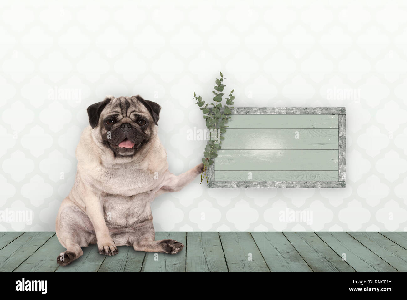Smiling cute puppy dog pug s'asseoir sur le vieux plancher en bois vert, holding blank sign et les brindilles et les branches d'eucalyptus, en face de mur avec morocca Banque D'Images