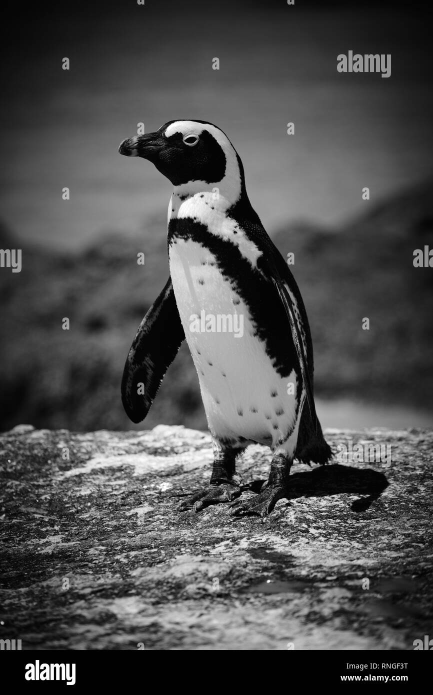 Portrait noir et blanc d'un manchot debout sur un rocher, avec l'océan trouble dans l'arrière-plan. Banque D'Images