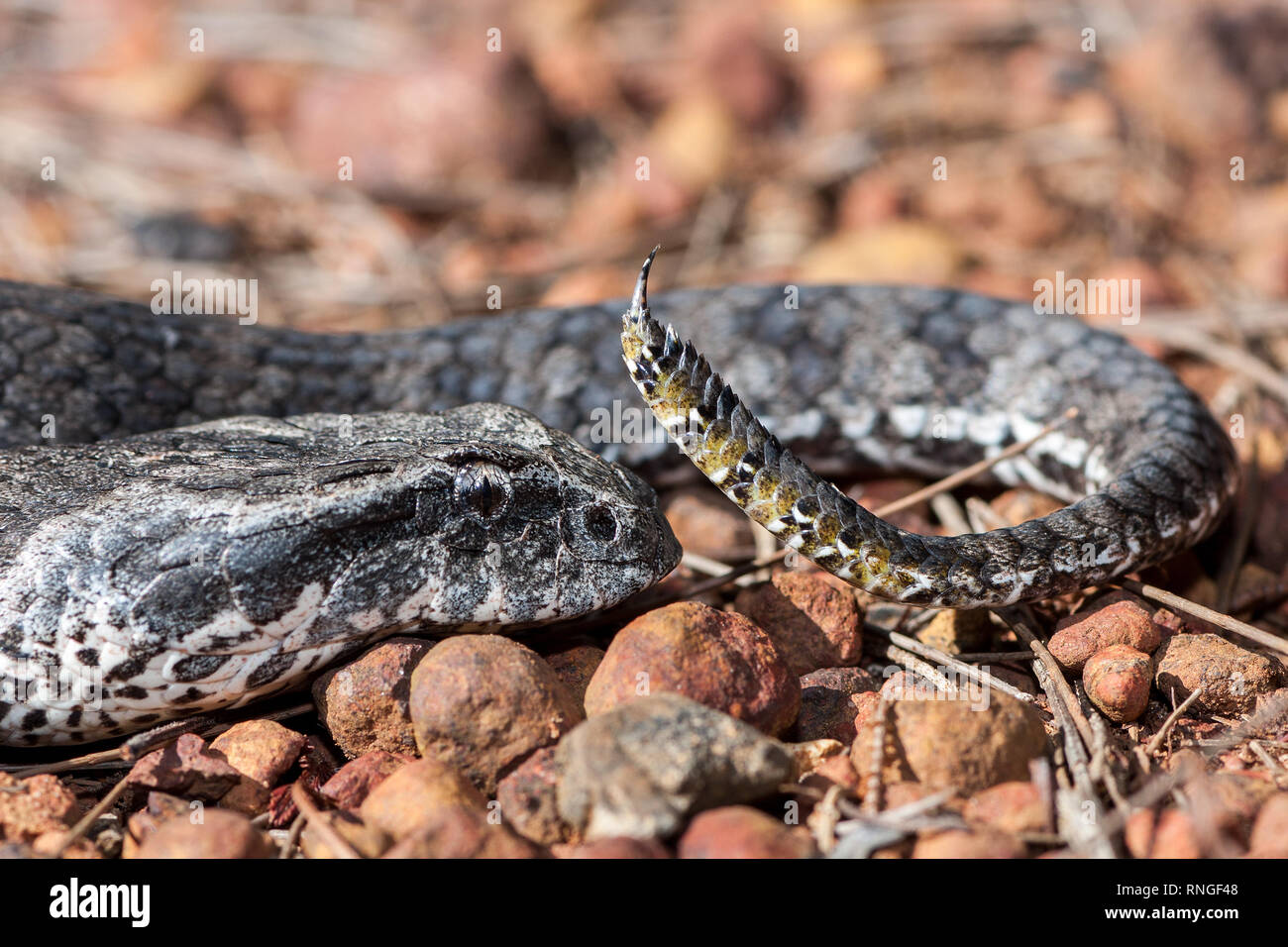 Death Adder Banque D'Images