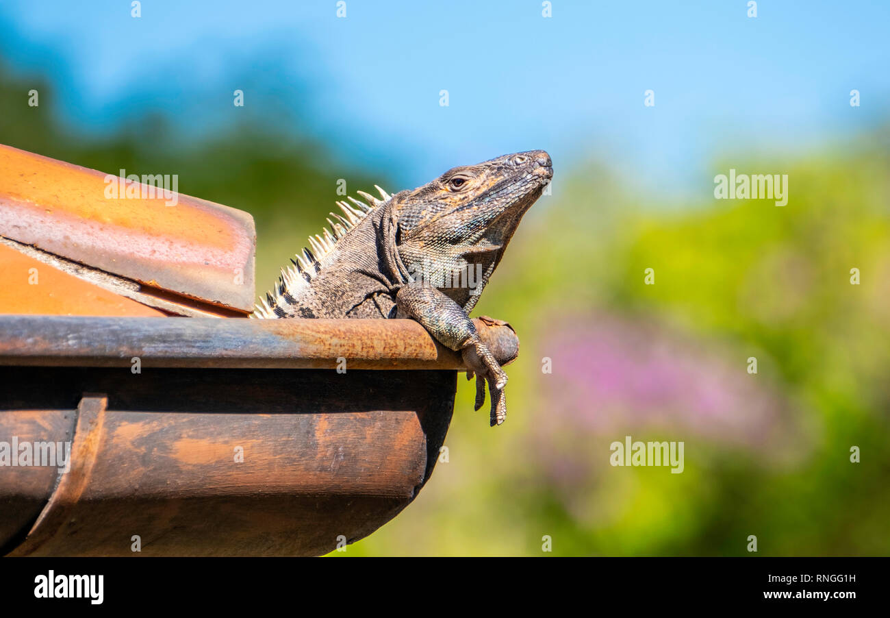 À Playa Ocotal, Guanacasta, le Costa Rica, un iguane noir se détendre et bronzer sur le bord d'un toit de tuiles en argile avec sa jambe avant qui pèsent sur l'e Banque D'Images