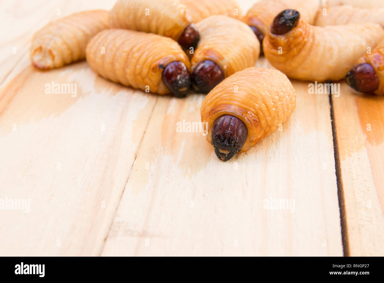 Charançon rouge des palmiers sur le plancher en bois historique(Rhynchophorus ferrugineus) Larves d'insectes focus sélectif avec une faible profondeur de champ Banque D'Images