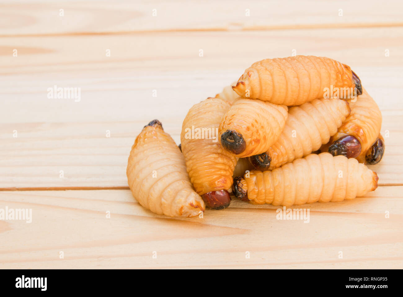 Charançon rouge des palmiers sur le plancher en bois historique(Rhynchophorus ferrugineus) Larves d'insectes focus sélectif avec une faible profondeur de champ Banque D'Images