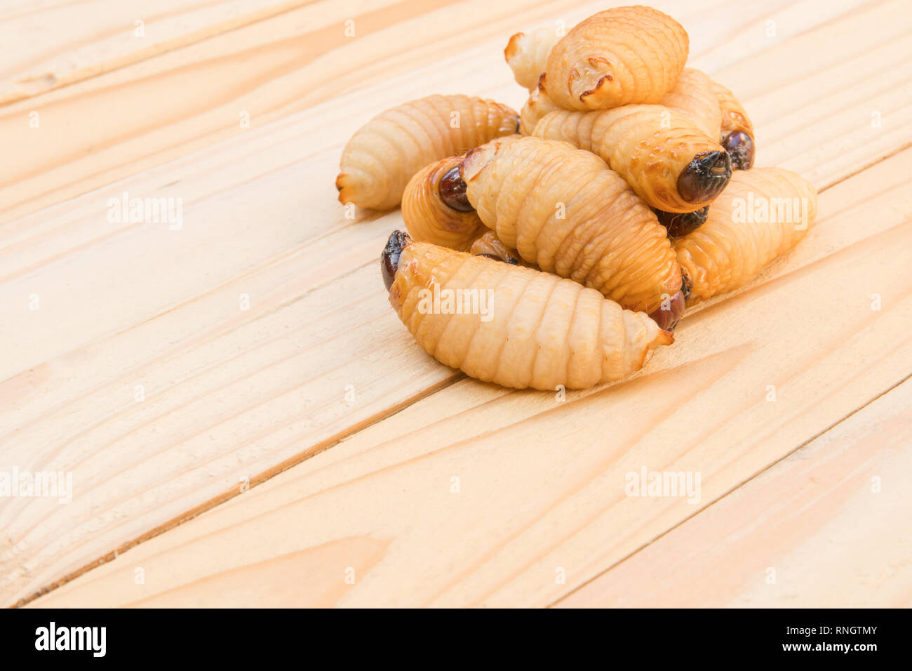 Charançon rouge des palmiers sur le plancher en bois historique(Rhynchophorus ferrugineus) Larves d'insectes focus sélectif avec une faible profondeur de champ Banque D'Images
