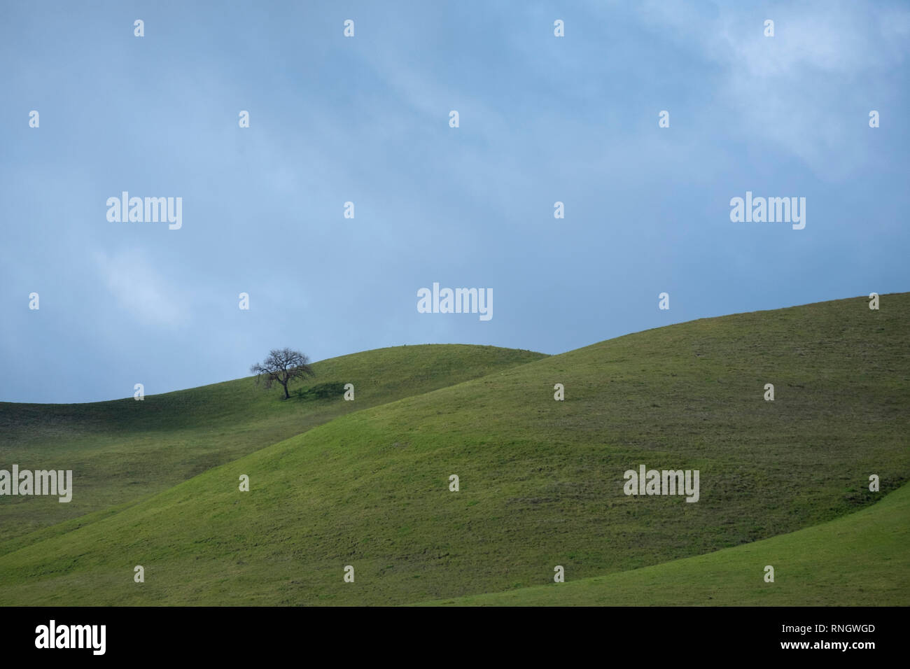 Lone Oak tree sur les collines vertes au printemps Banque D'Images