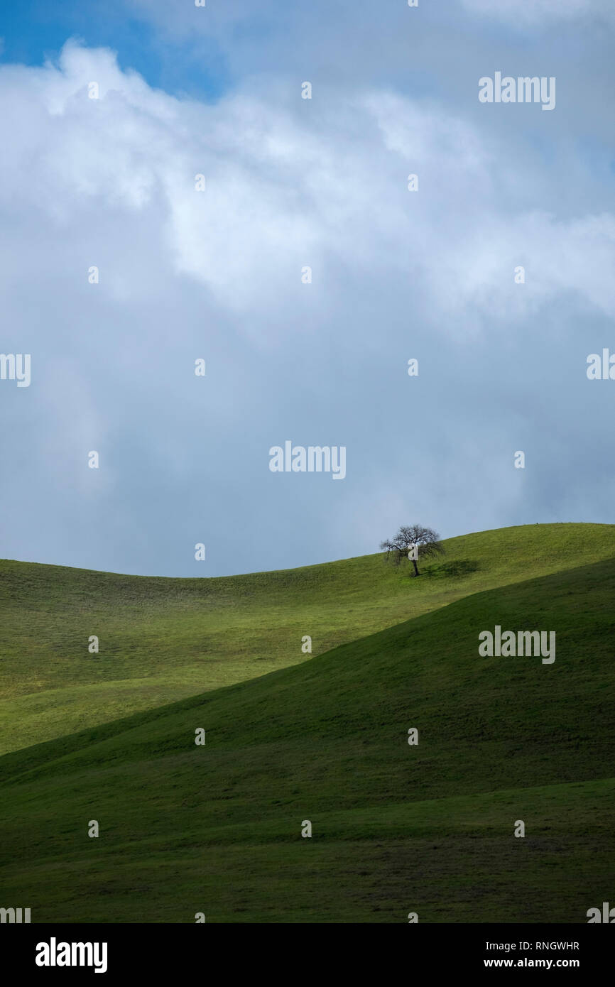 Lone Oak tree sur les collines vertes au printemps Banque D'Images