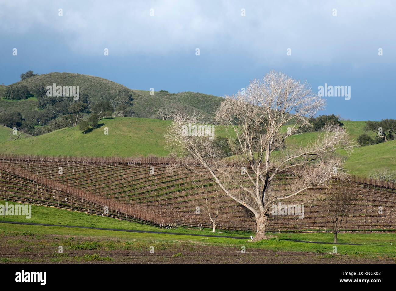 Arbre de chêne à Santa Ynex Valley California USA Banque D'Images