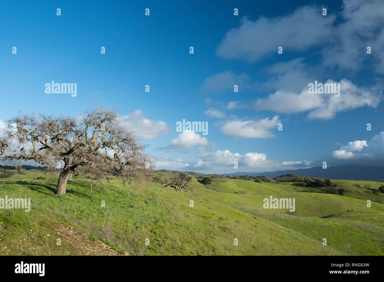 Chêne Banque D'Images