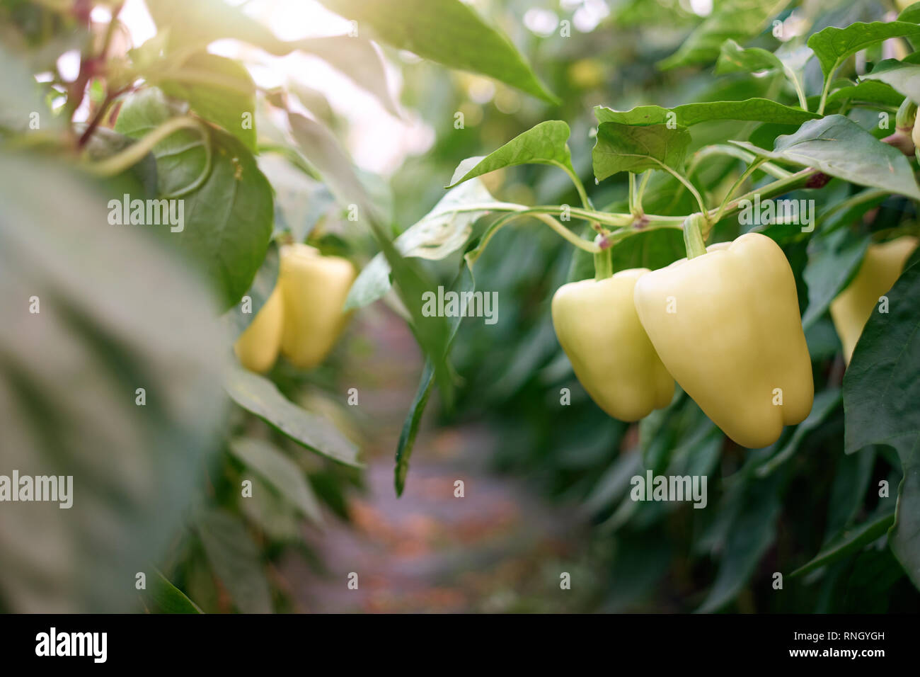 Poivrons juteux frais sur les branches. Poivrons jaunes nutritifs sur les branches prêtes pour la récolte. Poivrons doux croissant dans une serre. Banque D'Images