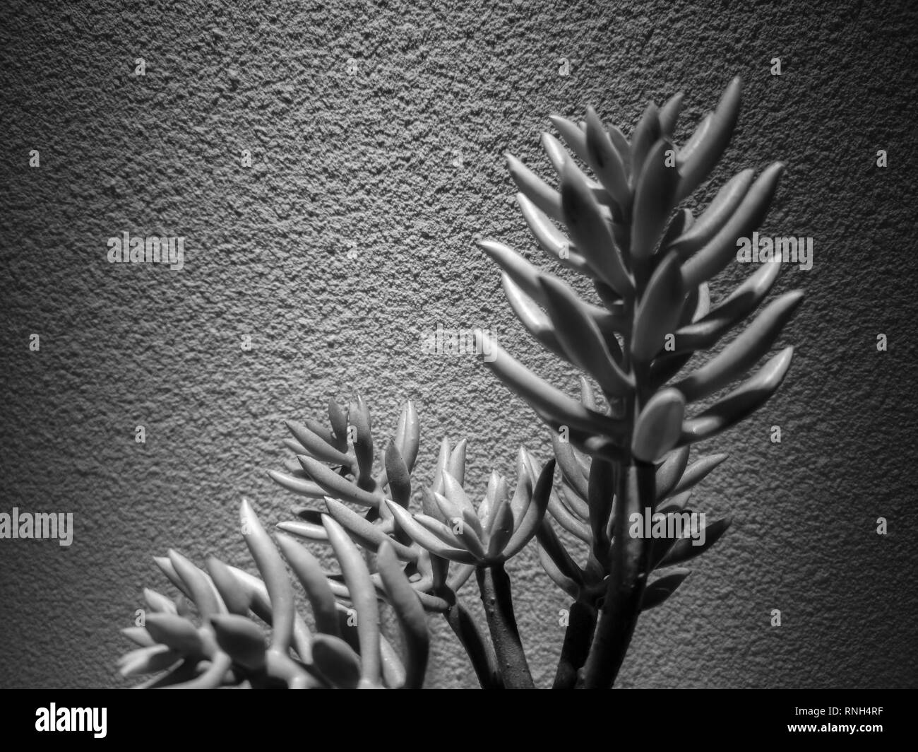 Plantes Succulentes dans un pot avec un style noir et blanc ; background Banque D'Images