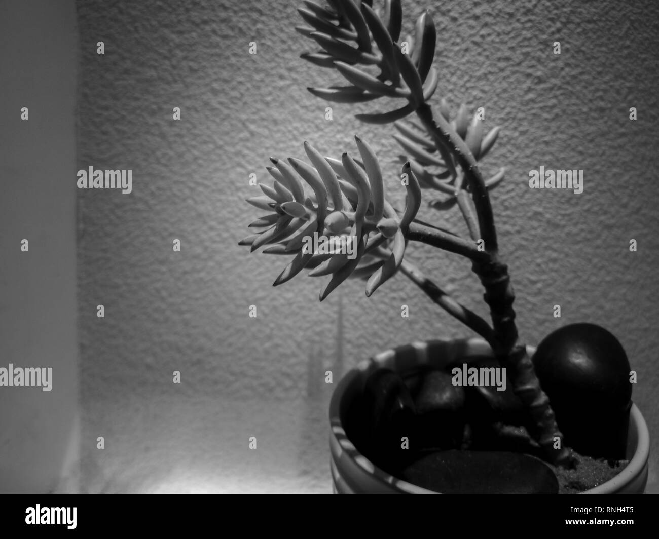 Plantes Succulentes dans un pot avec un style noir et blanc ; background Banque D'Images
