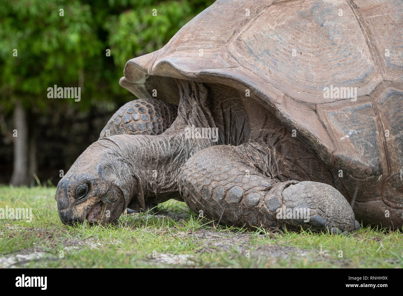 Tortue géante d'Aldabra (Aldabrachelys gigantea), Seychelles, Aldabra Banque D'Images