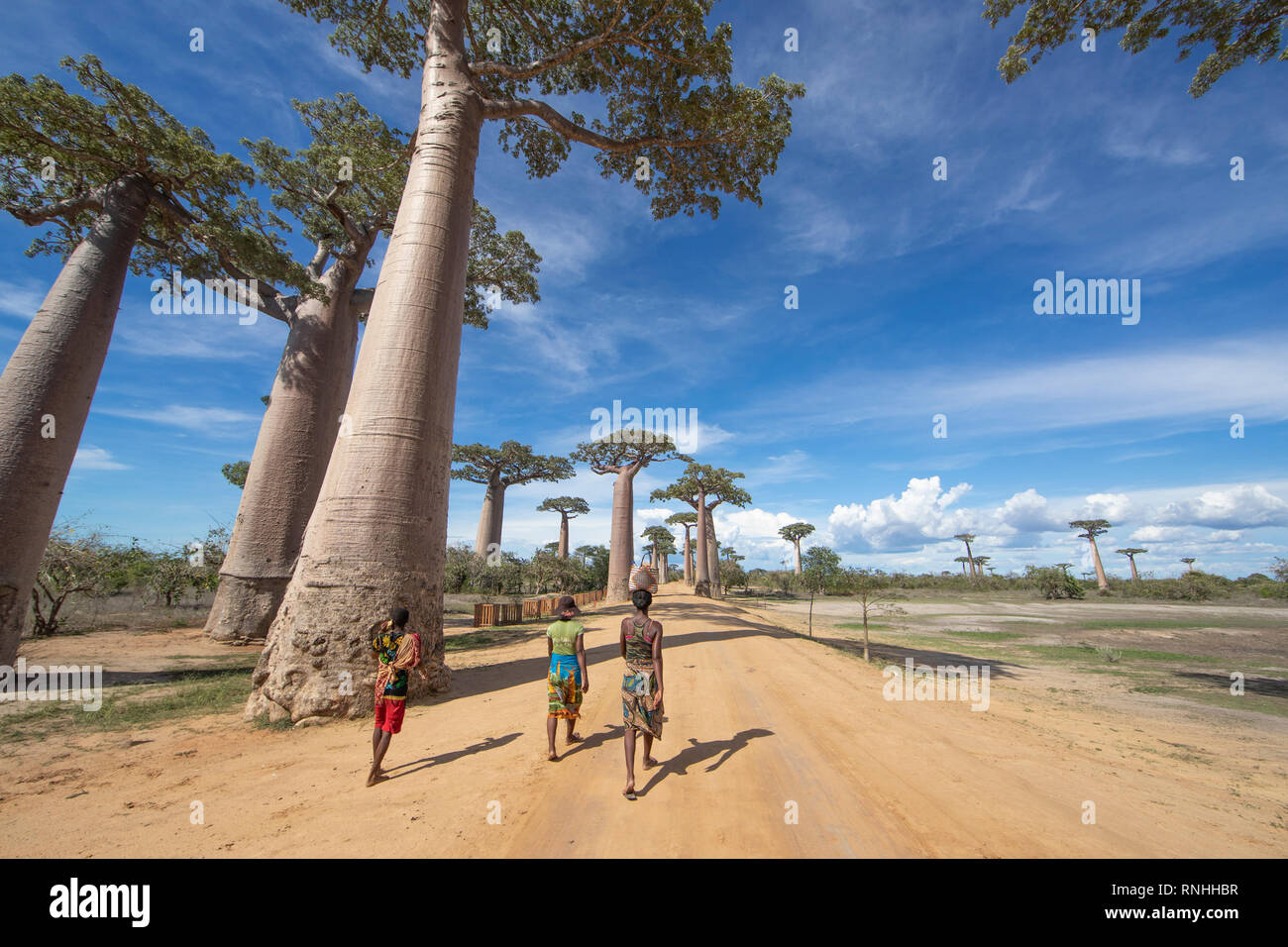 L'Avenue des baobabs, Madagascar Banque D'Images