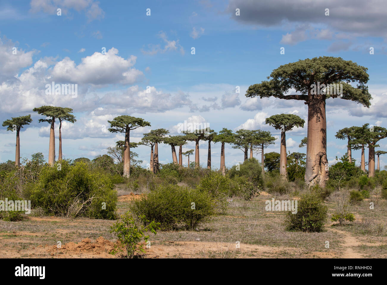 Forêt de baobabs du Grandidier, Madagascar (Adansonia grandidieri) Banque D'Images