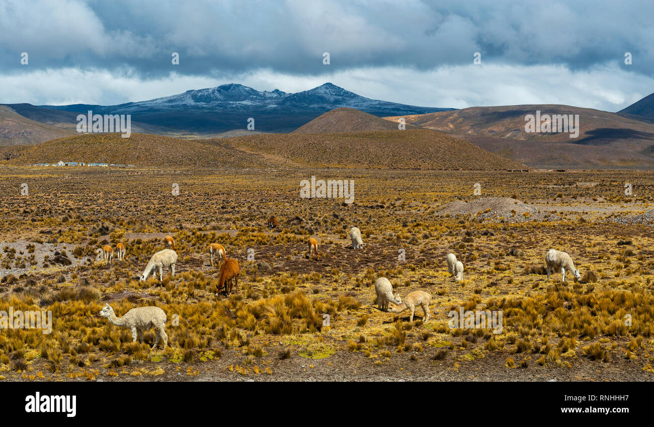 Ciel dramatique au-dessus de l'Altiplano du sud du Pérou avec des lamas, vigognes et alpagas paissant sur stipa itchu ou herbe andine, Arequipa, Pérou. Banque D'Images
