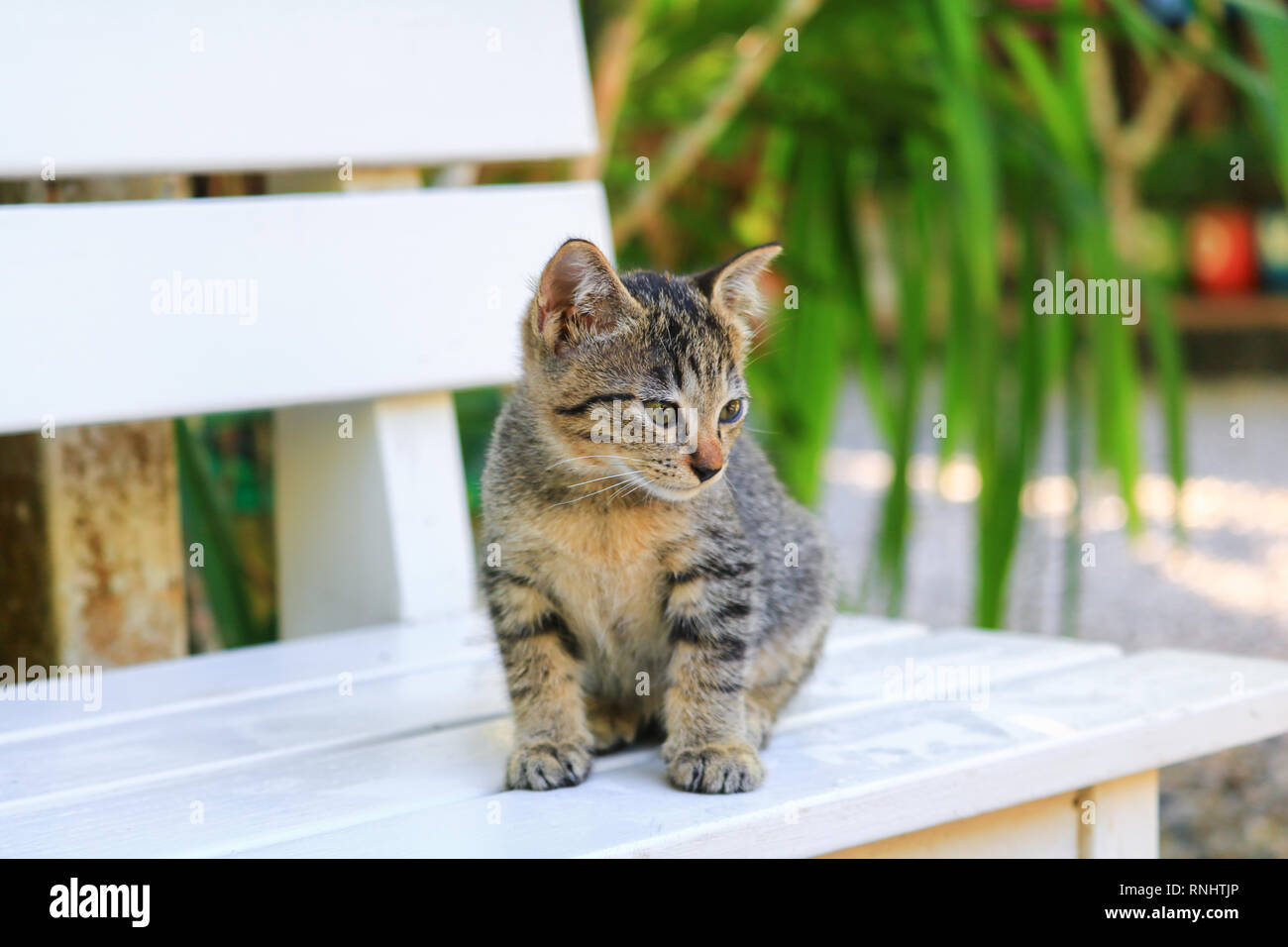 Close up chaton beau gris Banque D'Images