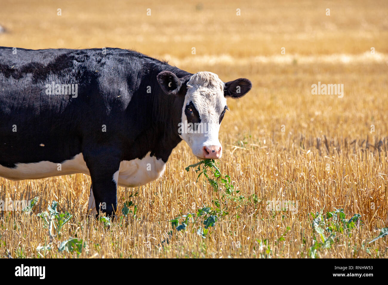 Un noir et blanc vache hereford takes something sur les verts dans un champ en Nouvelle Zélande Banque D'Images