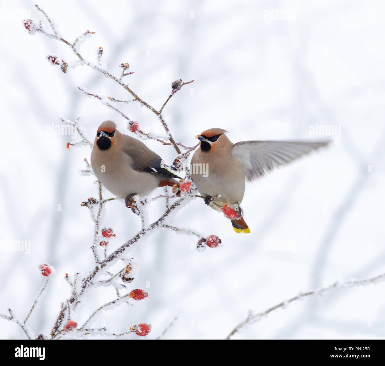Jaseur de Bohême posant sur un couvert de neige très briar Banque D'Images