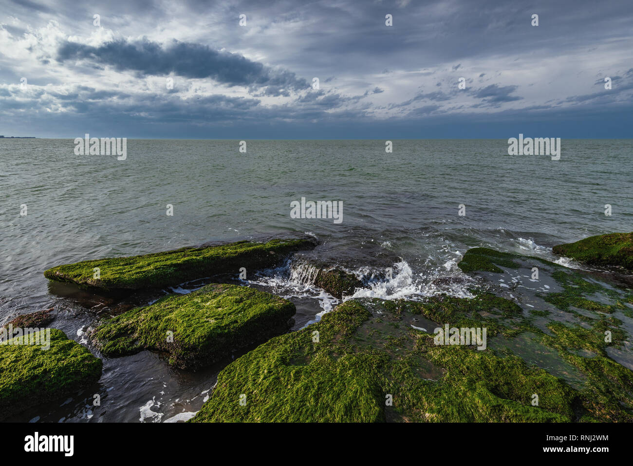 Mer terre colorés avec des algues vertes Banque D'Images