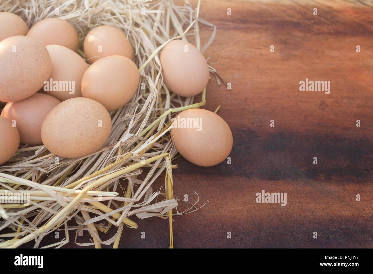 Le poulet frais oeuf dans un nid et oeufs brun sur une table en bois, de l'image avec l'exemplaire de l'espace. Banque D'Images