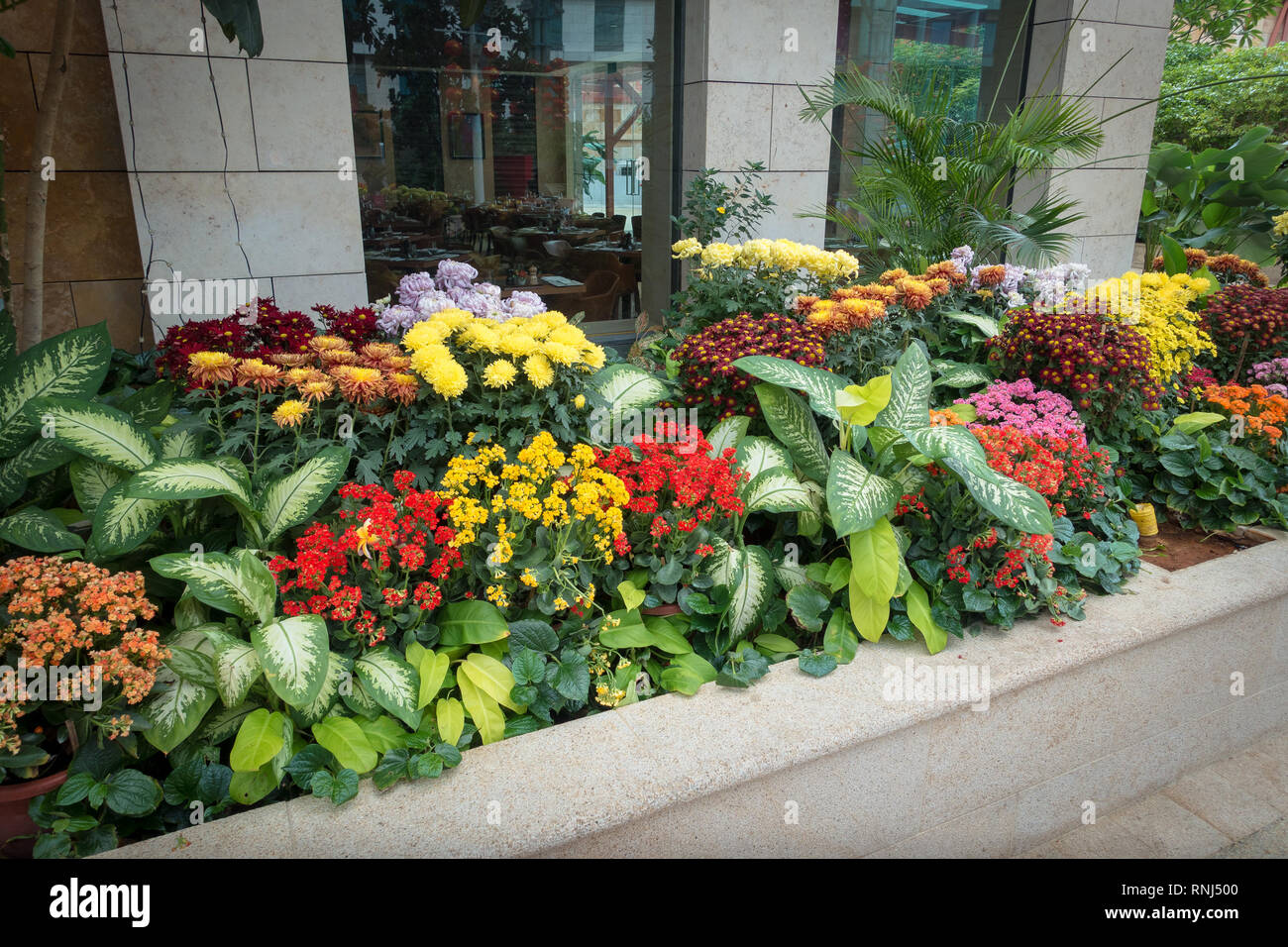 Jardin de fleurs colorées de plantes tropicales - l'île de Sentosa, Singapour Banque D'Images