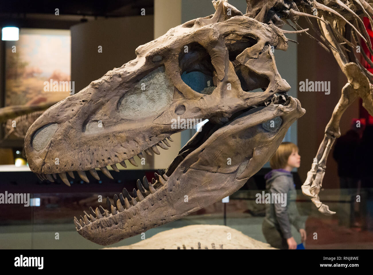 Chef de Tyrannosaurus rex dans l'affichage. Le Field Museum de Chicago, Illinois, USA. Banque D'Images
