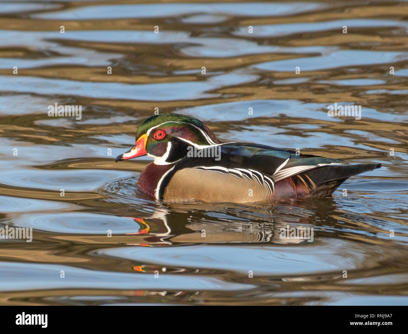 Un canard en bois, ou de canard, Caroline Aix sponsa, nage dans un étang à Shreveport, Louisiane, U.S.A. Banque D'Images