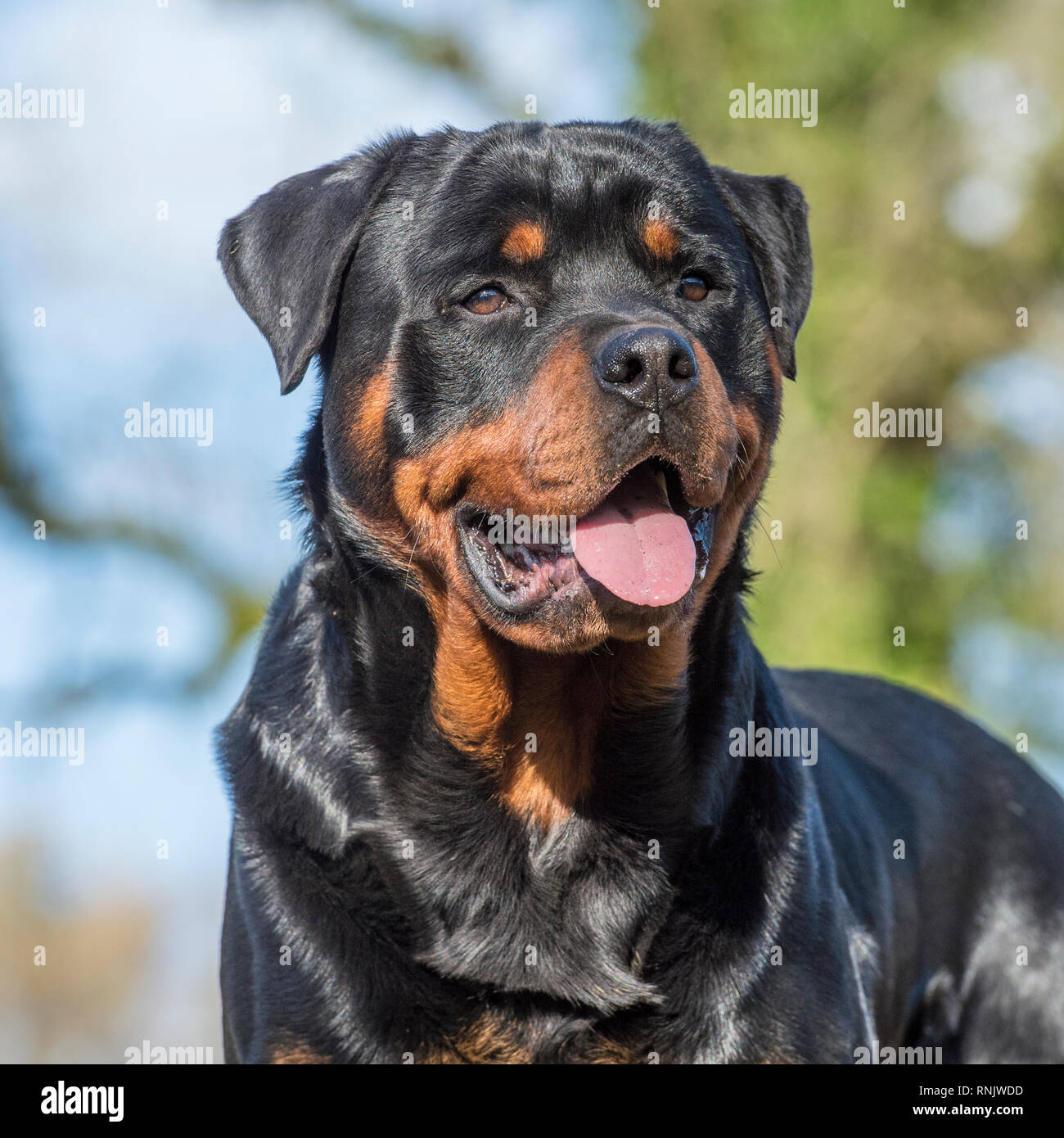 chien Rottweiler Banque D'Images