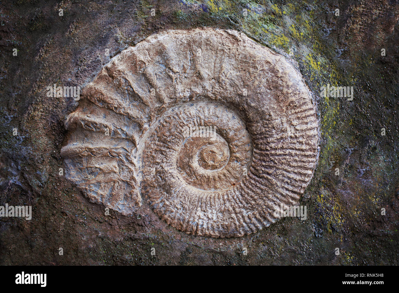 Grande ammonite fossile, ère géologique. L'archéologie et la paléontologie concept Banque D'Images