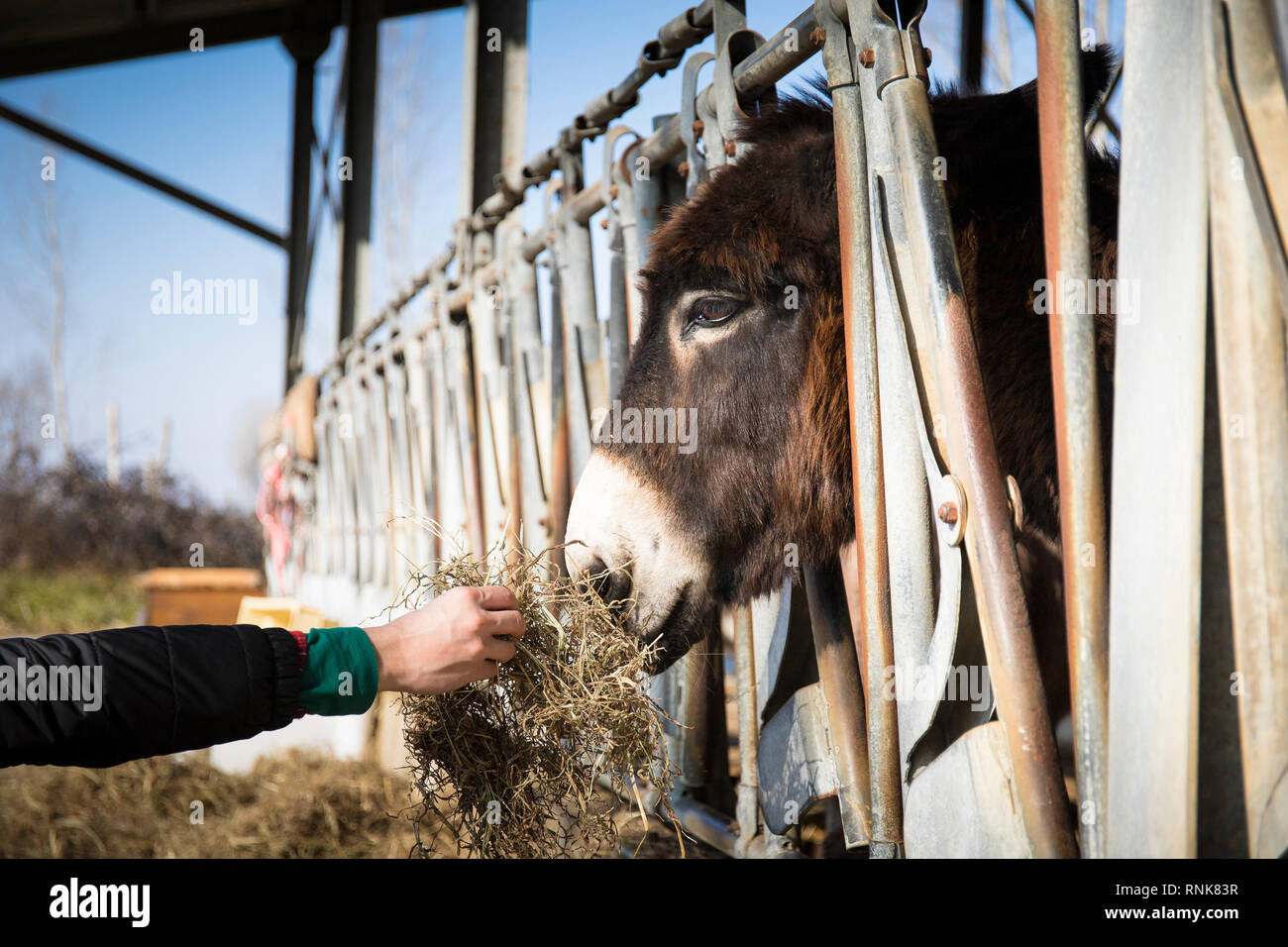 L'alimentation à la main un âne dans son étable à la ferme Banque D'Images
