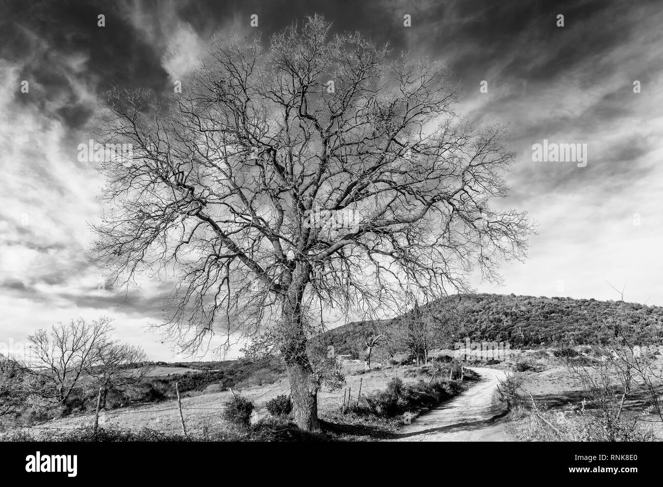 Bel arbre en noir et blanc contre un ciel dramatique dans la campagne de Sienne, Toscane, Italie Banque D'Images