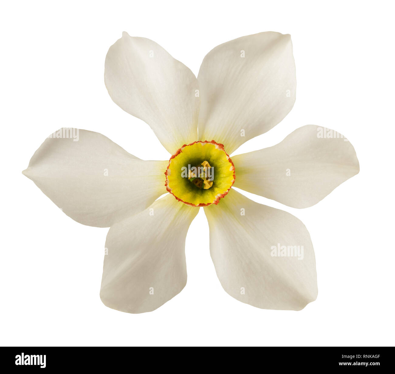 Narcissus poeticus jonquilles(blanc) isolé sur fond blanc Banque D'Images
