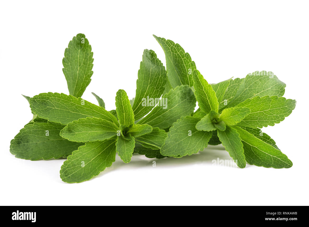 Le Stevia rebaudiana isolé sur fond blanc Banque D'Images