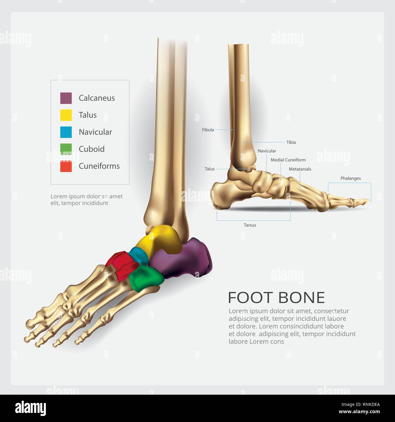 L'anatomie osseuse du pied Vector Illustration Illustration de Vecteur