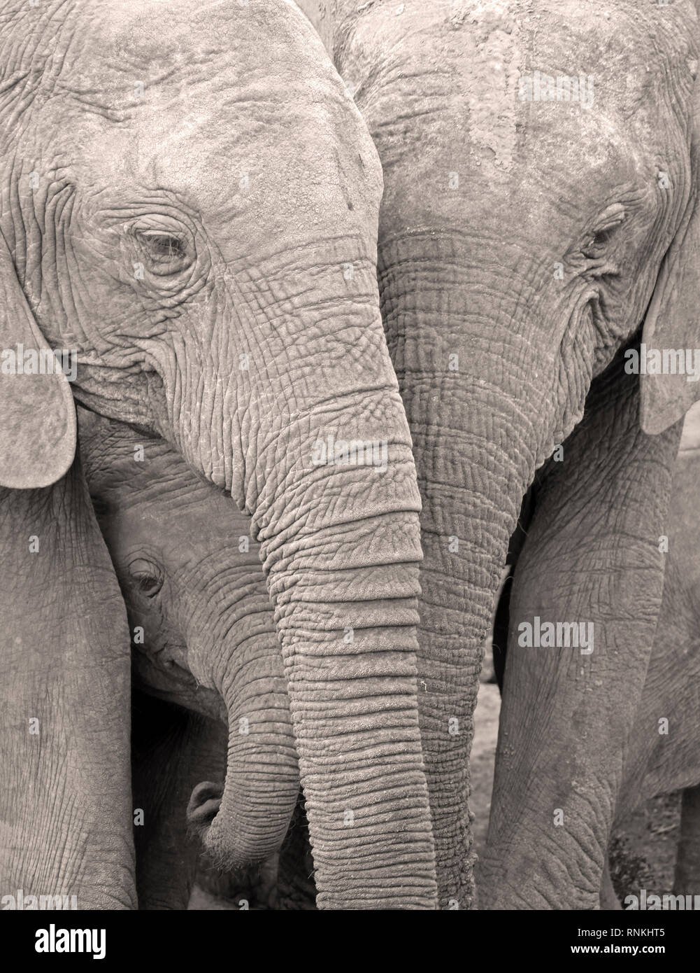 Les éléphants africains avec bébé, l'Addo Elephant Park, Afrique du Sud Banque D'Images