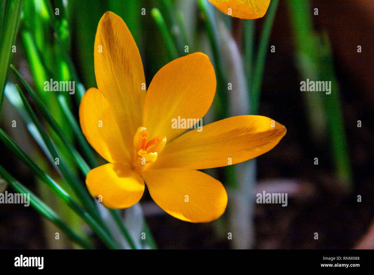 Un chiffon d'or crocus (Crocus angustifolius) Banque D'Images
