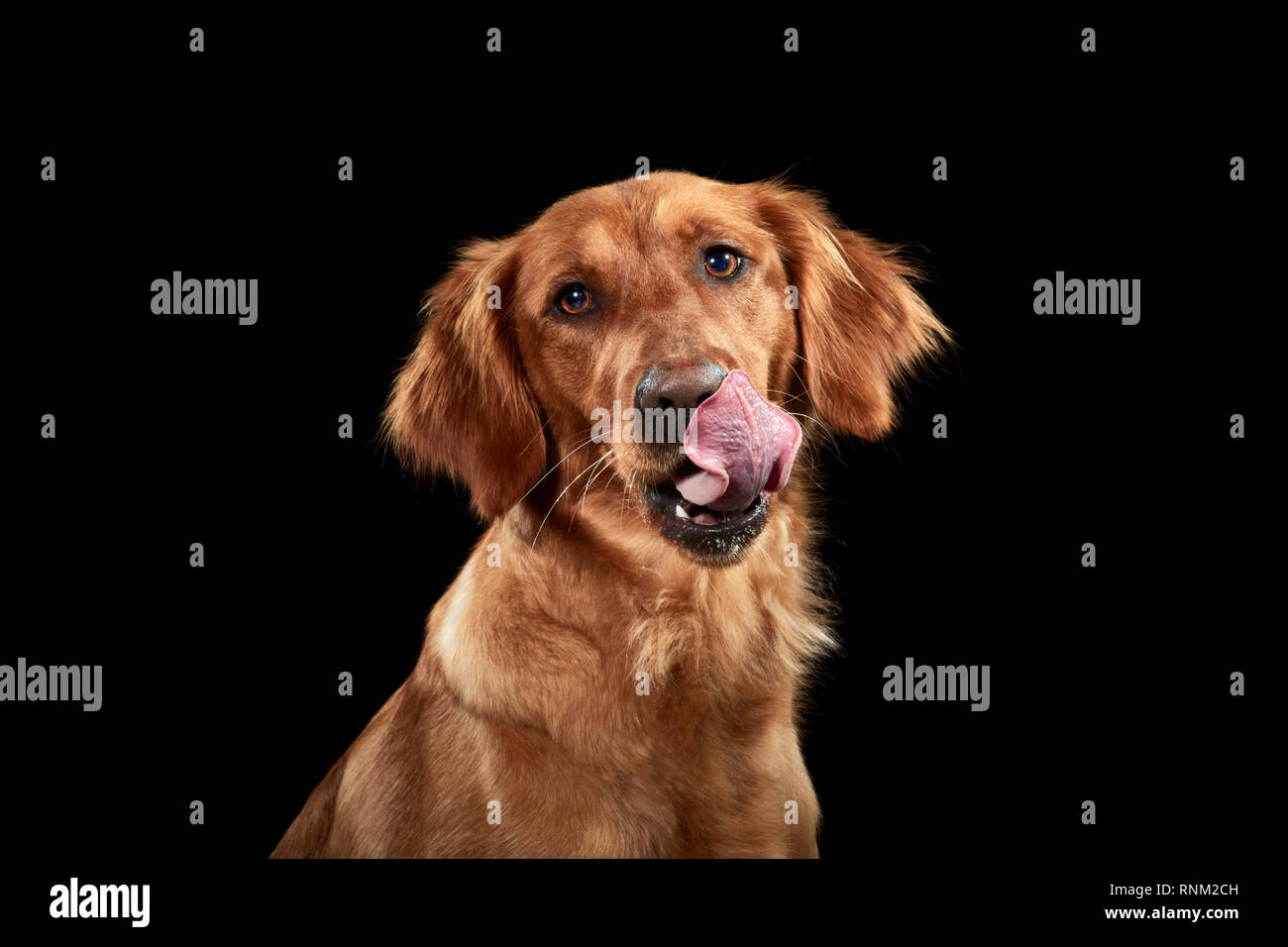 Golden Retriever. Portrait de chien adulte sur un fond noir, léchant son nez. Allemagne Banque D'Images