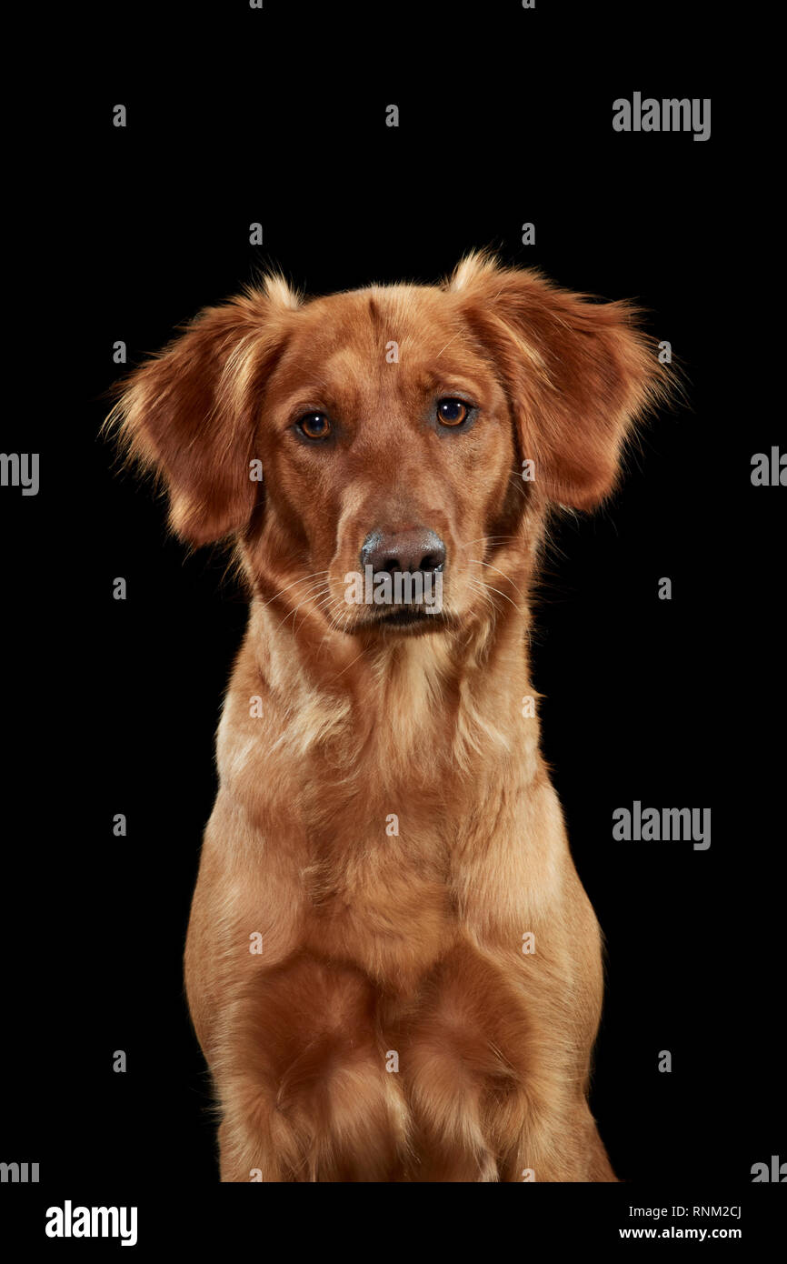 Golden Retriever. Portrait de chien adulte sur un fond noir. Allemagne Banque D'Images