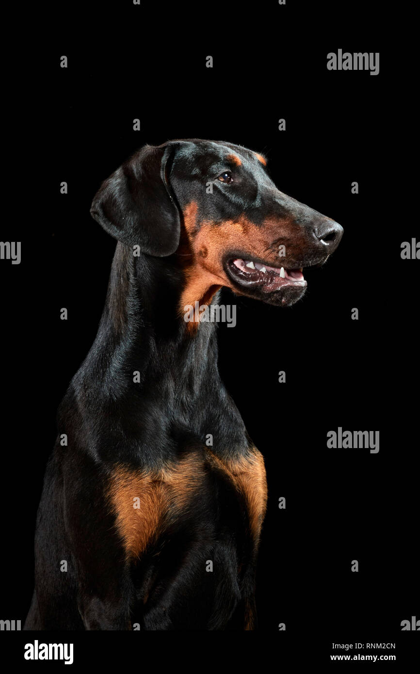 Dobermann. Portrait de chien adulte sur un fond noir. Allemagne Banque D'Images