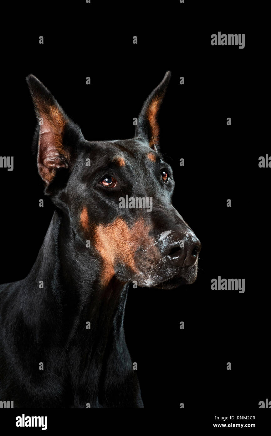 Dobermann. Portrait de chien adulte sur un fond noir. Allemagne Banque D'Images