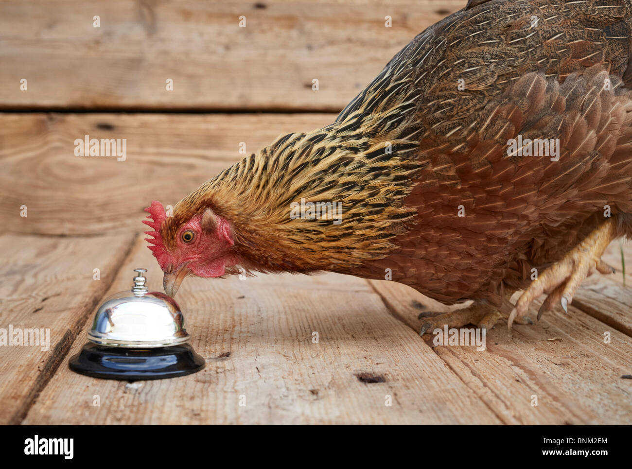 Welsummer poulet. Poule picorant à Bell d'appels de service, afin d'obtenir un traitement. Allemagne Banque D'Images