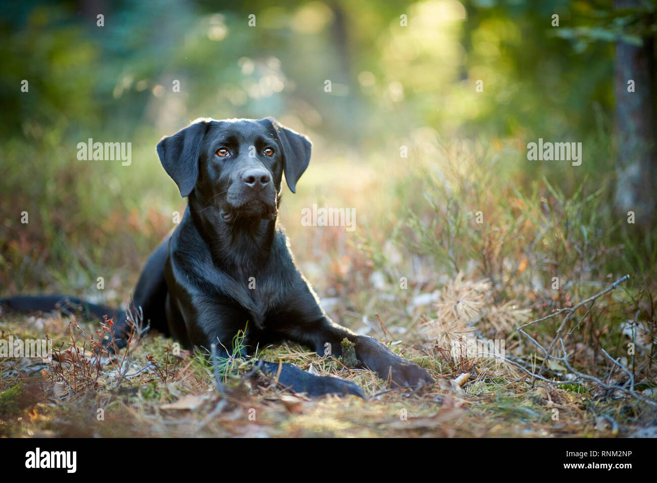 Chien de race mixte (Labrador Retriever x ?). Adultes noir couché dans une forêt. Allemagne Banque D'Images