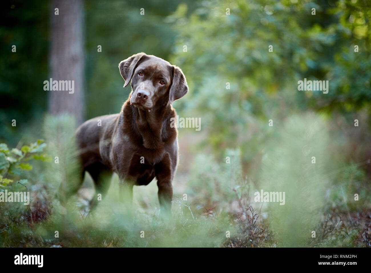 Labrador Retriever. Adultes chocolat debout dans une forêt. Allemagne Banque D'Images