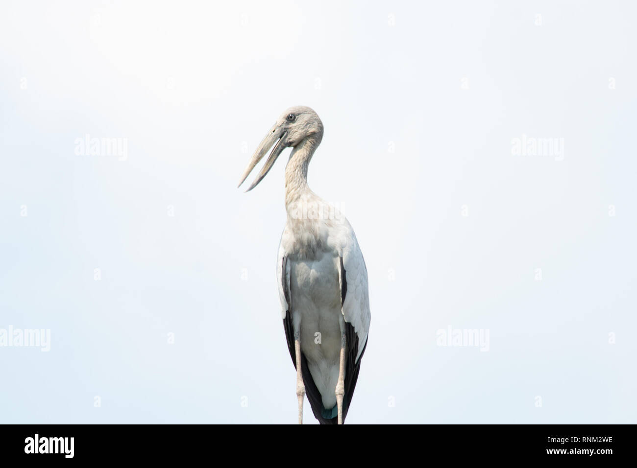 Asian openbill Anastomus oscitante, Banque D'Images