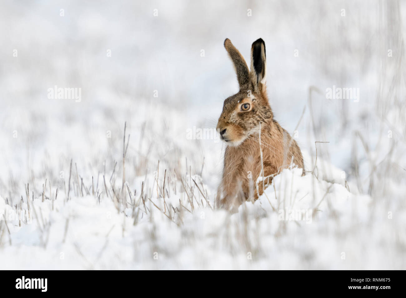 Lièvre brun / lièvre européen / Feldhase (Lepus europaeus ) en hiver, assis dans la neige, l'air drôle, la faune, l'Europe. Banque D'Images