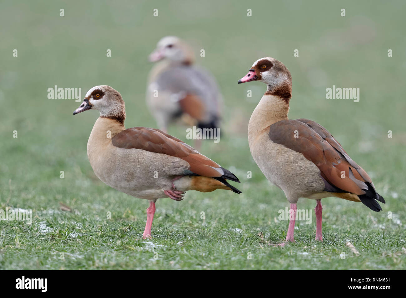 Oies égyptiennes / Nilgaense (Alopochen aegyptiacus) paire en hiver avec un troisième jeune l'un en arrière-plan, debout sur des terres agricoles, de la faune, frosty Europe Banque D'Images