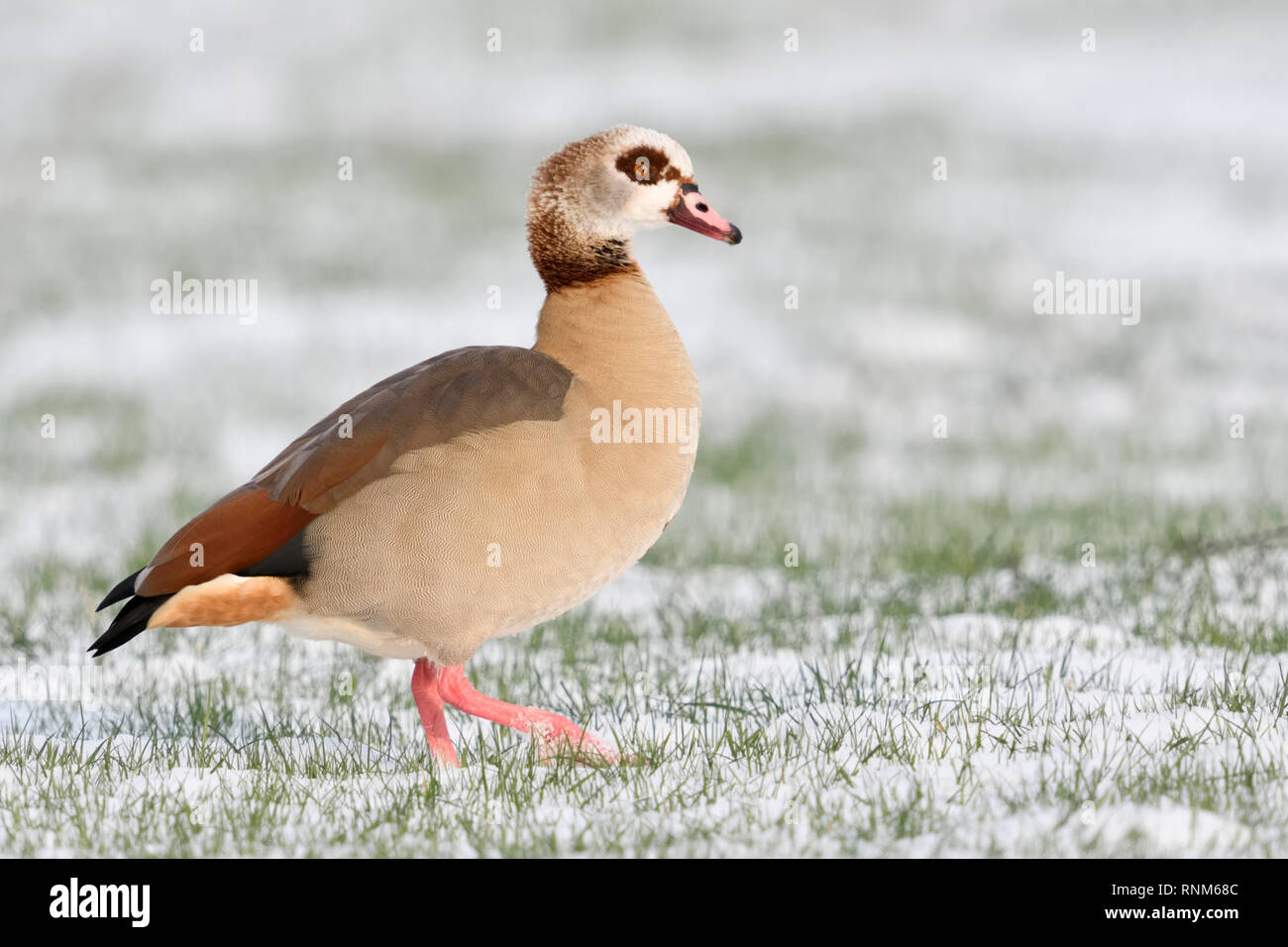 Egyptian goose / Nilgans (Alopochen aegyptiacus) en hiver, la marche sur la neige couverts de terres agricoles, belle vue de côté, la faune, l'Europe. Banque D'Images
